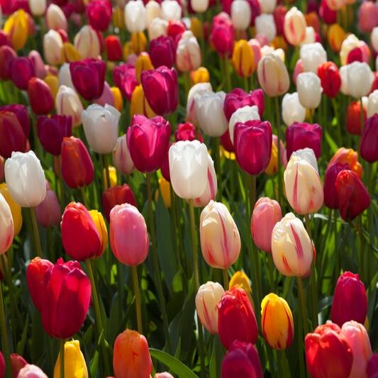 Tulip, Sbulbs Ingle Late, 'purple Teddy Mix' - View 4 from www redcrocus com
