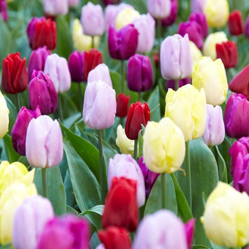 Tulip, Sbulbs Ingle Late, 'purple Teddy Mix' - View 8 from www redcrocus com