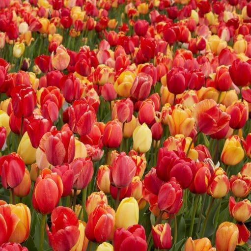 Tulip, All Season Barn Mix, Assorted - View 10 from www redcrocus com