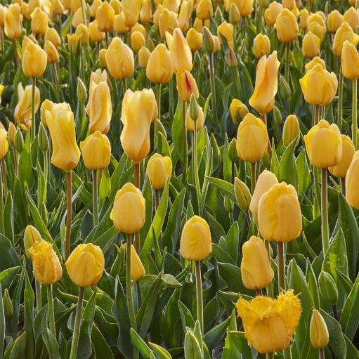 Tulip, All Season Barn Mix, Assorted - View 11 from www redcrocus com