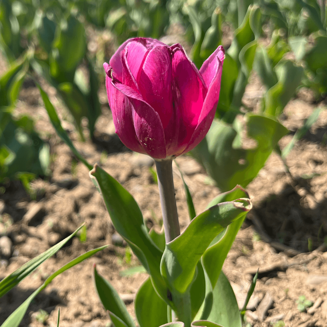 Tulip, All Season Barn Mix, Assorted - View 18 from www redcrocus com