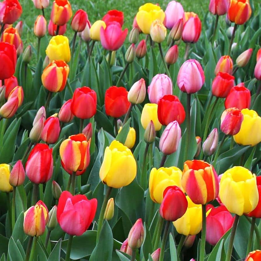 Tulip, All Season Barn Mix, Assorted - View 19 from www redcrocus com