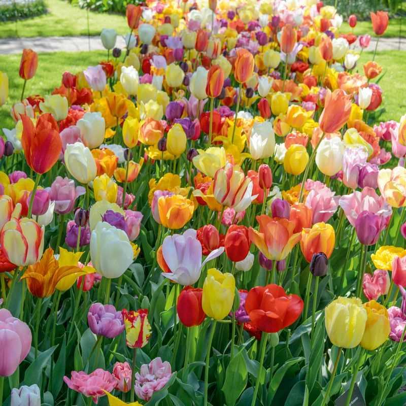 Tulip, All Season Barn Mix, Assorted - View 2 from www redcrocus com