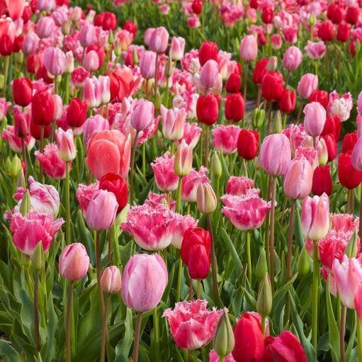 Tulip, All Season Barn Mix, Assorted - View 6 from www redcrocus com