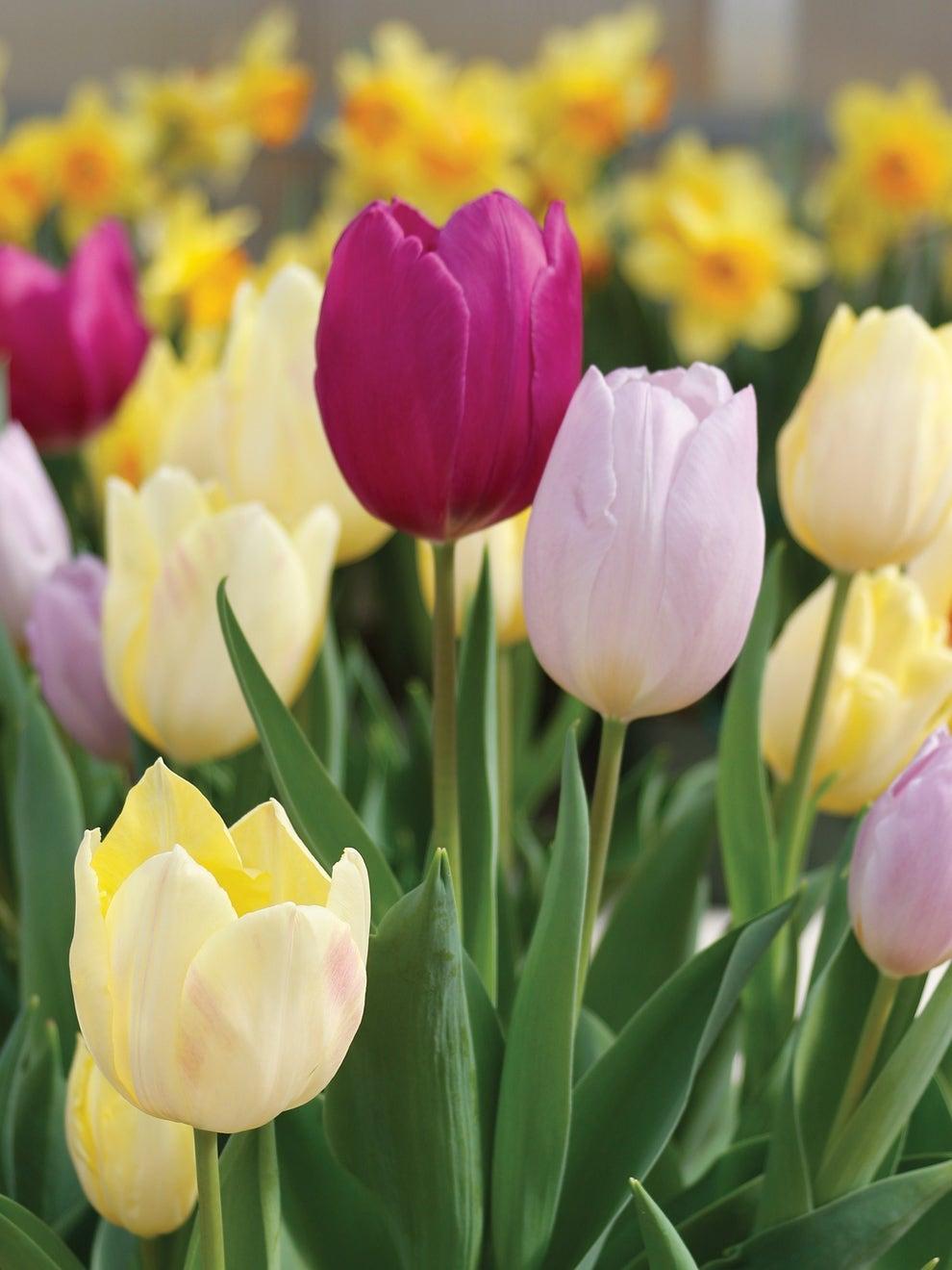 Tulip, Mixture, 'stars And Stripes', Red, White, And Purple - View 13 from www redcrocus com