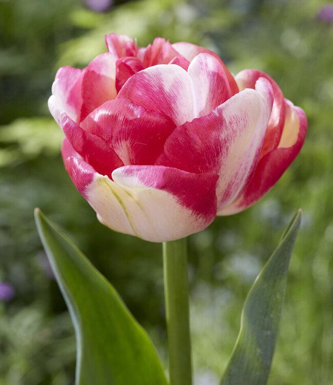 Tulip, Mixture, 'stars And Stripes', Red, White, And Purple - View 16 from www redcrocus com
