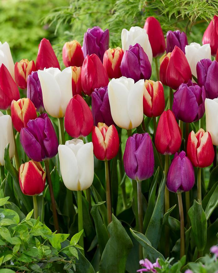 Tulip, Mixture, 'stars And Stripes', Red, White, And Purple - View 1 from www redcrocus com