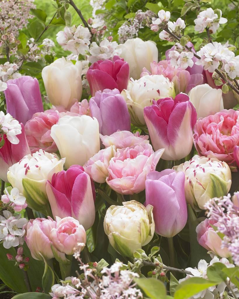 Tulip, Mixture, 'stars And Stripes', Red, White, And Purple - View 21 from www redcrocus com