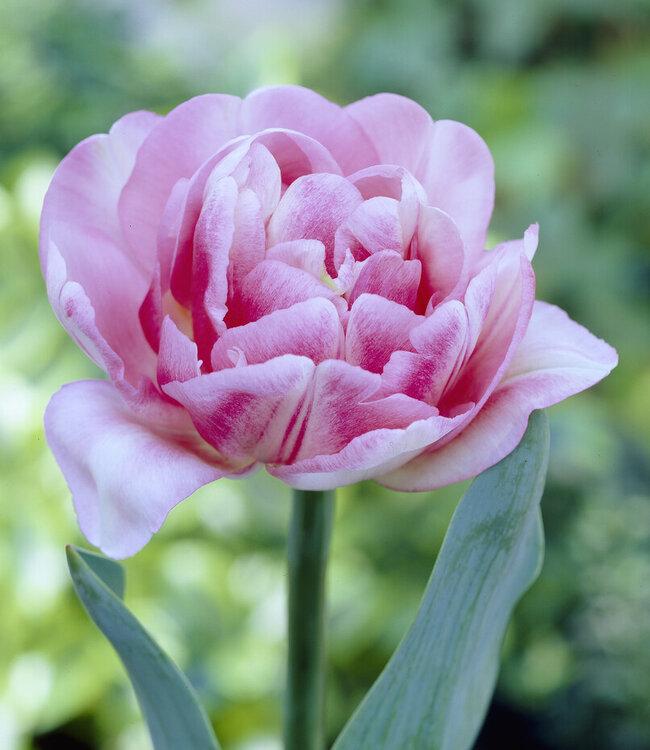 Tulip, Mixture, 'stars And Stripes', Red, White, And Purple - View 22 from www redcrocus com