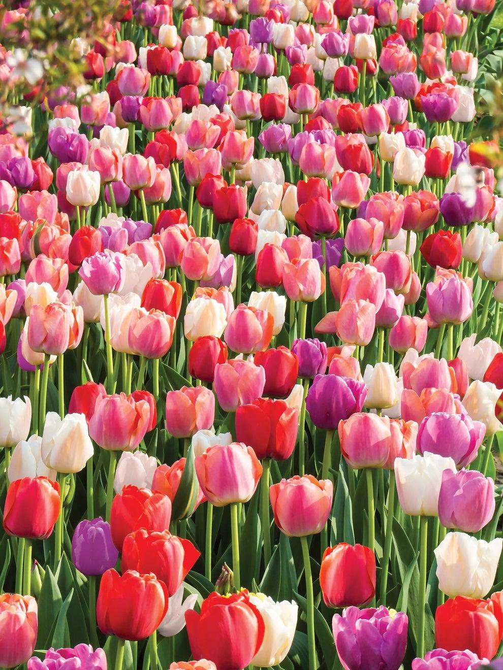 Tulip, Mixture, 'stars And Stripes', Red, White, And Purple - View 32 from www redcrocus com