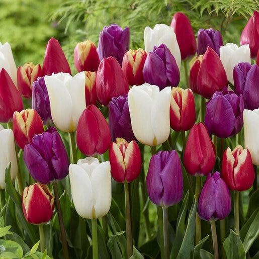 Tulip, Mixture, 'stars And Stripes', Red, White, And Purple - View 3 from www redcrocus com