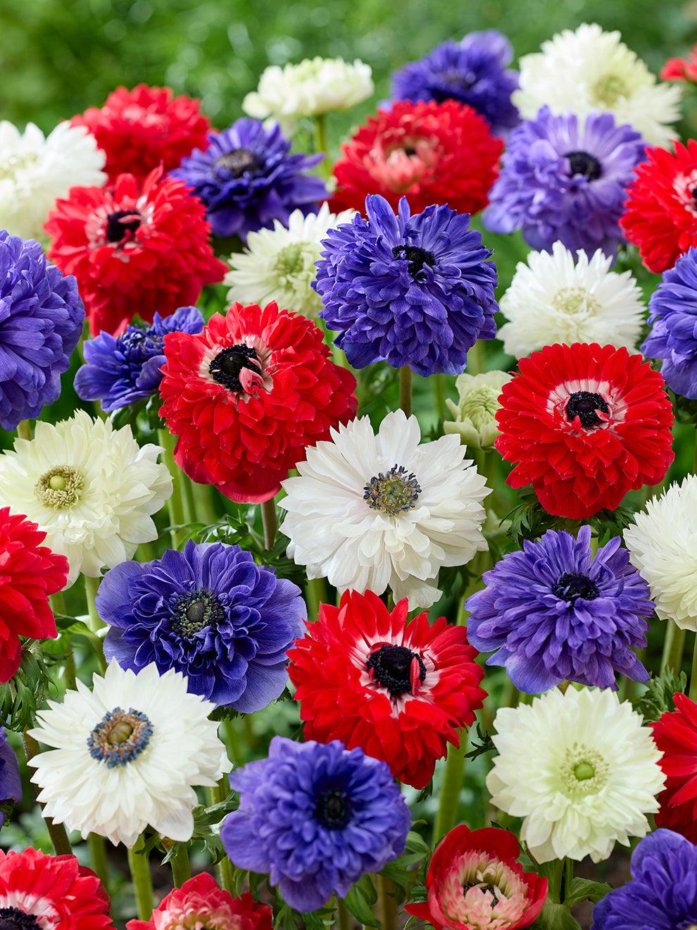 Tulip, Mixture, 'stars And Stripes', Red, White, And Purple - View 7 from www redcrocus com