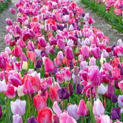 Tulip, Mixture, 'stars And Stripes', Red, White, And Purple - View 9 from www redcrocus com