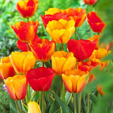 Supernova Mix Tulip Bulbs-Colorful Spring Garden Flowers  100 in  Box