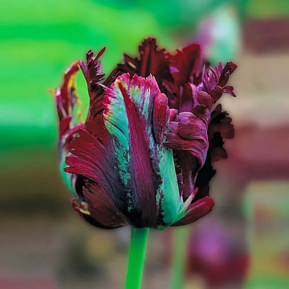 Tulip, Parrot, 'black Parrot', Purplish Black - View 15 from www redcrocus com