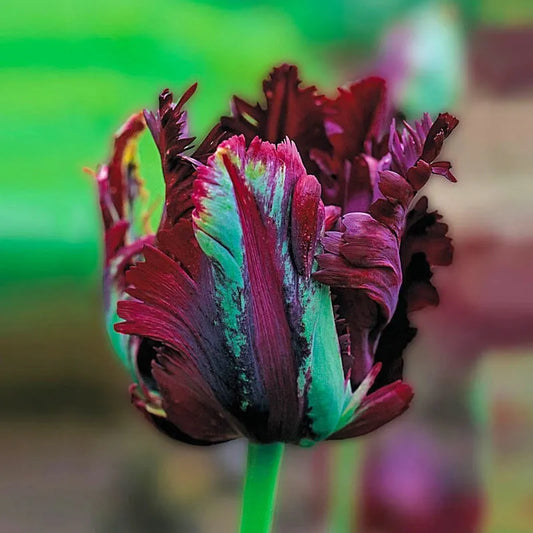 Tulip, Parrot, 'black Parrot', Purplish Black - View 1 from www redcrocus com