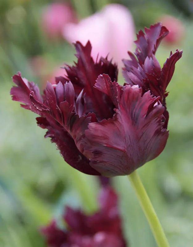Tulip, Parrot, 'black Parrot', Purplish Black - View 4 from www redcrocus com
