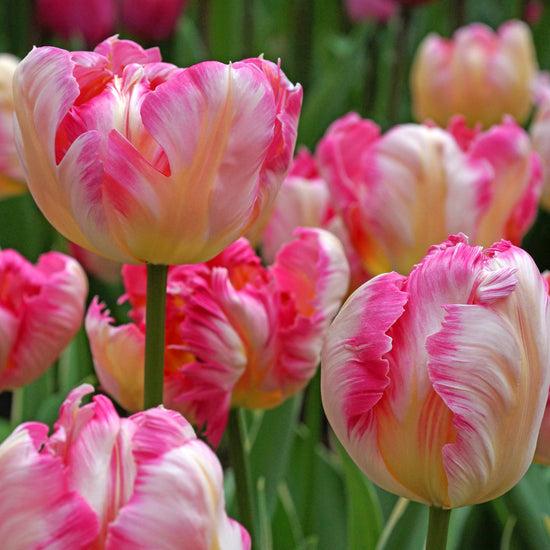 Tulip, Parrot, 'silver Parrot', Pbulbs Ink And White - View 13 from www redcrocus com