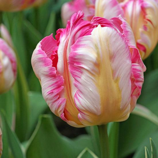 Tulip, Parrot, 'silver Parrot', Pbulbs Ink And White - View 23 from www redcrocus com