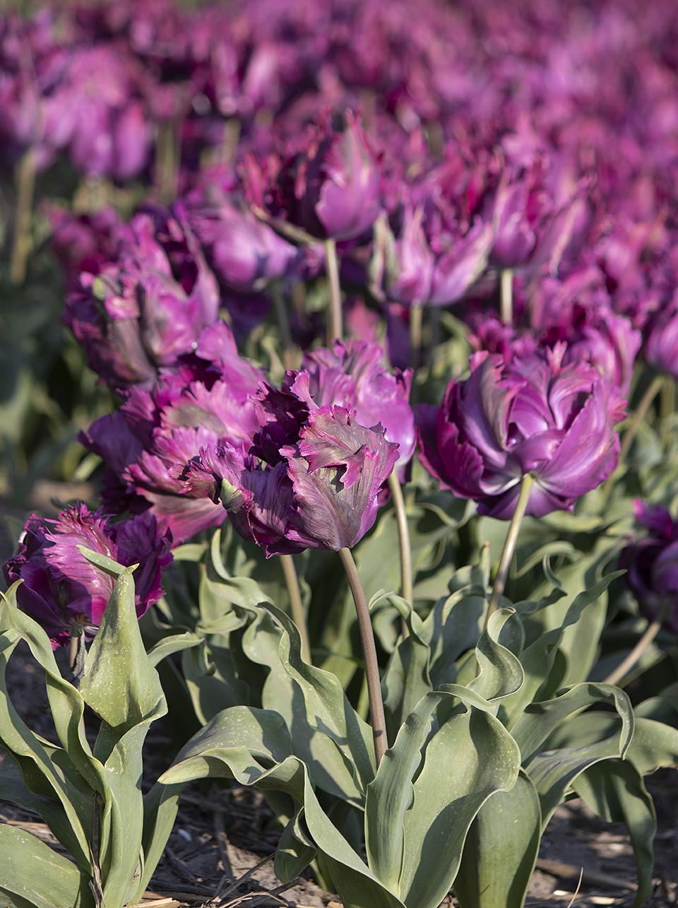 Tulip, Parrot, 'negrita Parrot', Purple - View 12 from www redcrocus com