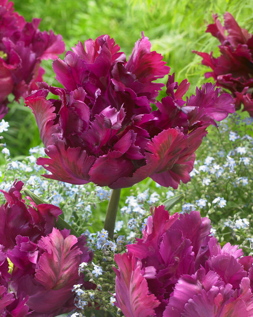 Tulip, Parrot, 'negrita Parrot', Purple - View 14 from www redcrocus com