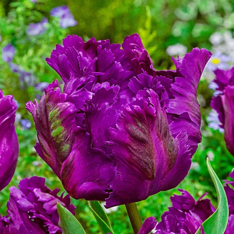 Tulip, Parrot, 'negrita Parrot', Purple - View 20 from www redcrocus com