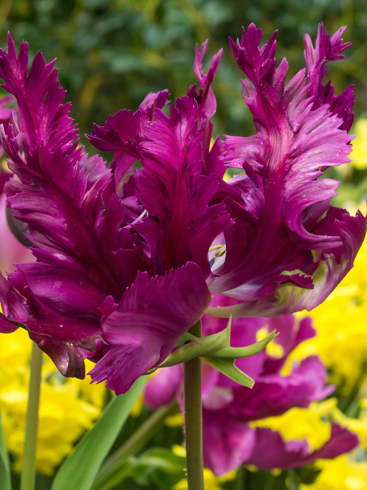 Tulip, Parrot, 'negrita Parrot', Purple - View 24 from www redcrocus com