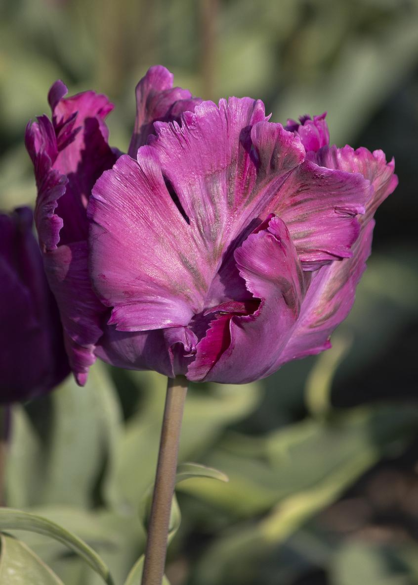 Tulip, Parrot, 'negrita Parrot', Purple - View 27 from www redcrocus com