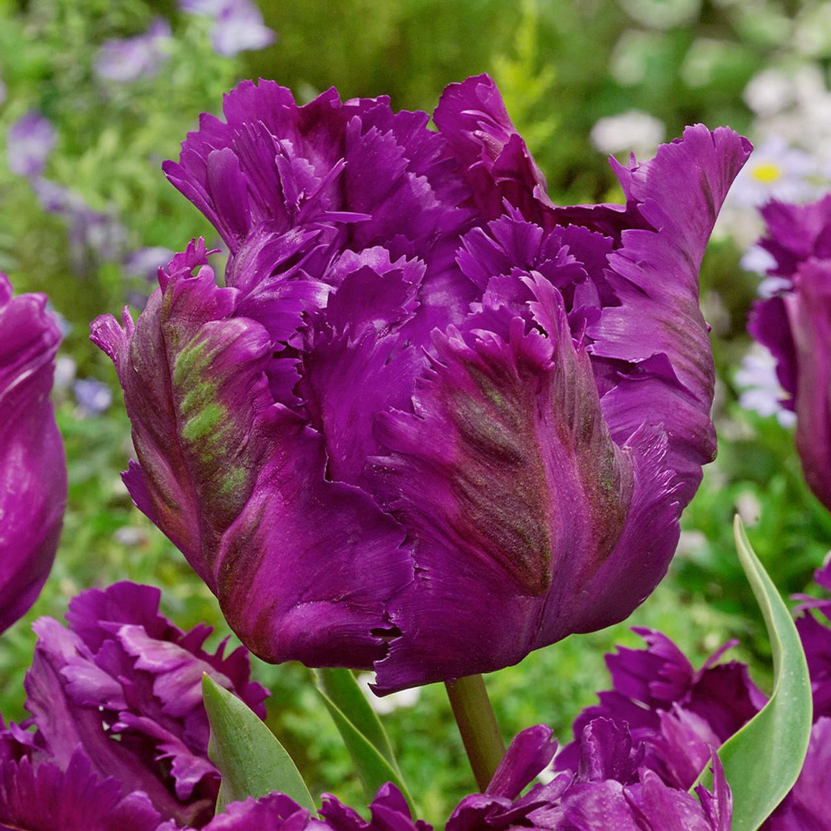 Tulip, Parrot, 'negrita Parrot', Purple - View 28 from www redcrocus com