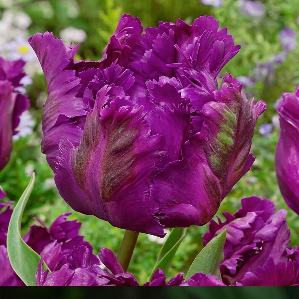 Tulip, Parrot, 'negrita Parrot', Purple - View 33 from www redcrocus com