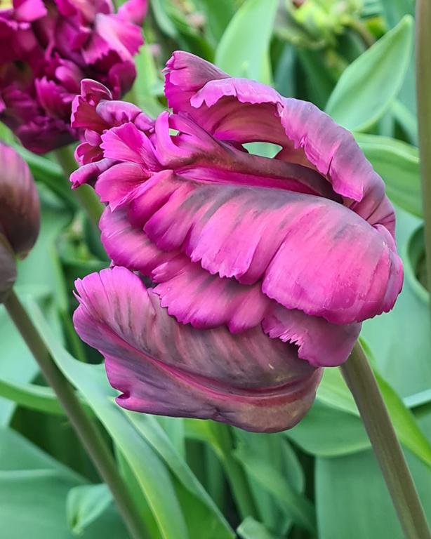 Tulip, Parrot, 'negrita Parrot', Purple - View 34 from www redcrocus com