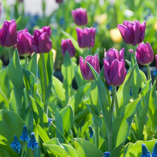 Purple Prince Tulip-Single Early-Vibrant Blooms  100 in  Box