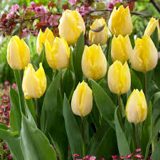 Sunny Prince Tulip–Single Early–Vibrant yellow petals  100 in Box