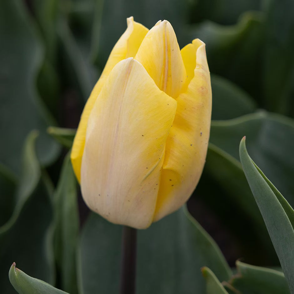 Sunny Prince Tulip–Single Early–Vibrant yellow petals  100 in Box