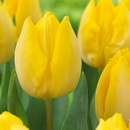 Sunny Prince Tulip–Single Early–Vibrant yellow petals  100 in Box