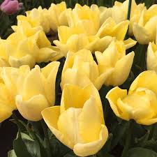 Sunny Prince Tulip–Single Early–Vibrant yellow petals  100 in Box