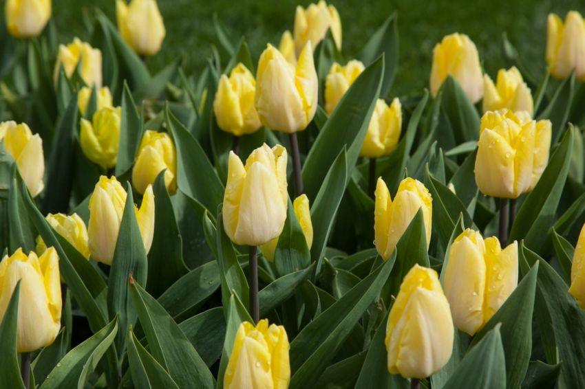 Sunny Prince Tulip–Single Early–Vibrant yellow petals  100 in Box