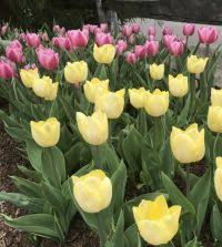 Sunny Prince Tulip-Single Early-Cheerful garden color  100 in  Box
