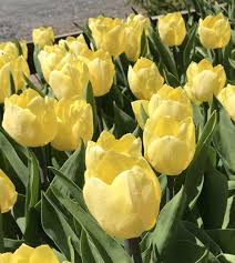 Sunny Prince Tulip–Single Early–Vibrant yellow petals  100 in Box