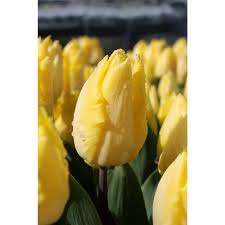 Sunny Prince Tulip–Single Early–Vibrant yellow petals  100 in Box