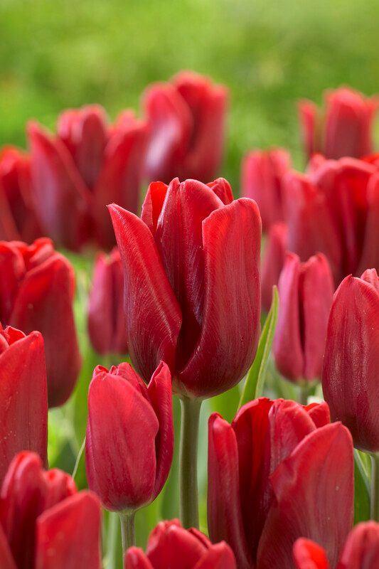 Tulip, Single Early, 'ruby Prince', Bright Red - View 1 from www redcrocus com