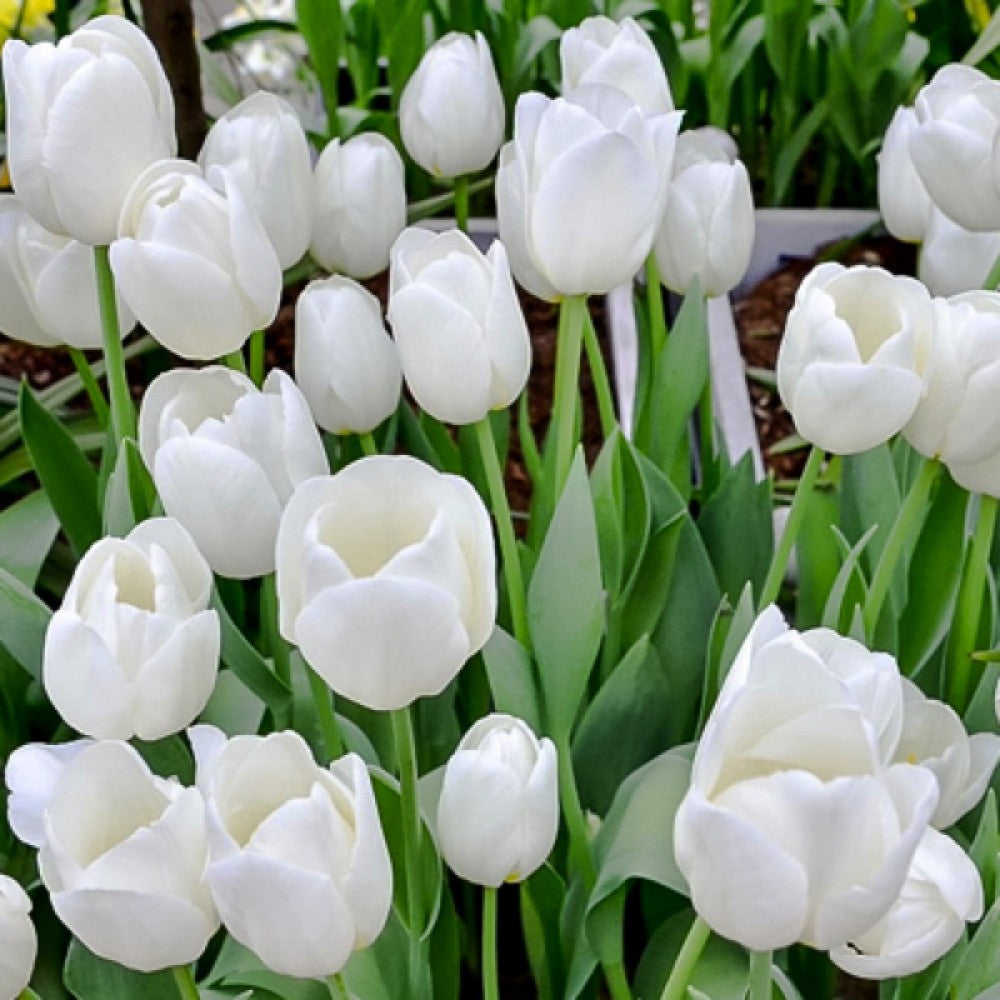 White Prince Tulip–Single Early–Elegant Ivory Blooms  100 in Box