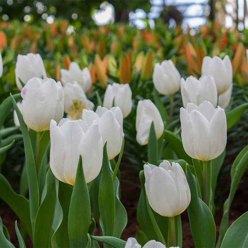 White Prince Tulip–Single Early–Elegant Ivory Blooms  100 in Box