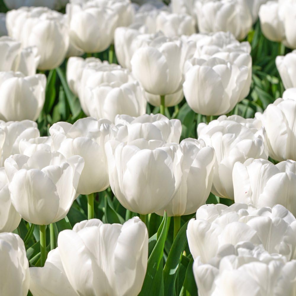 White Prince Tulip–Single Early–Elegant Ivory Blooms  100 in Box
