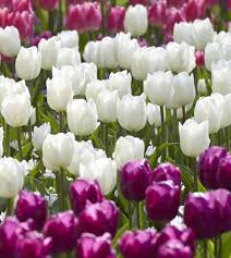 White Prince Tulip–Single Early–Elegant Ivory Blooms  100 in Box