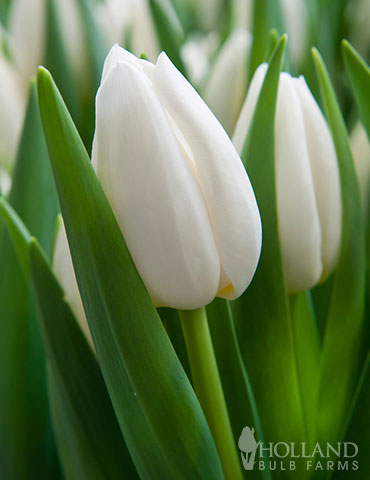 White Prince Tulip–Single Early–Elegant Ivory Blooms  100 in Box