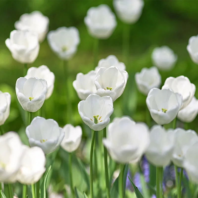 White Prince Tulip–Single Early–Elegant Ivory Blooms  100 in Box