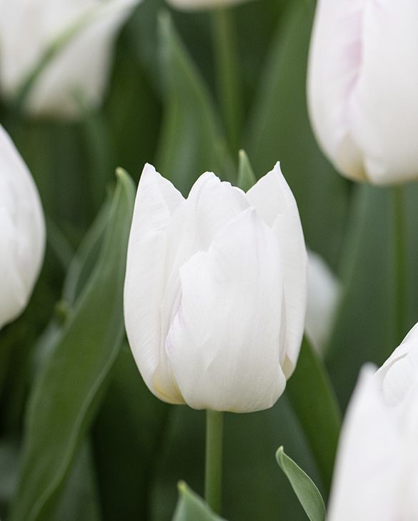 White Prince Tulip–Single Early–Elegant Ivory Blooms  100 in Box