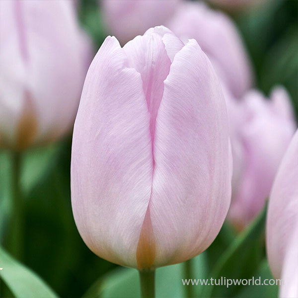 Mystic Prince Single Early Tulip-Lavender-Perfect for borders and cut flowers  100 in  Box
