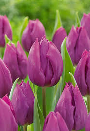 Mystic Prince Single Early Tulip-Lavender-Perfect for borders and cut flowers  100 in  Box
